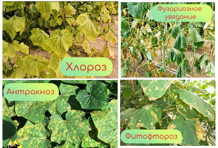 Болезни огурцов