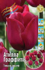 Тюльпан Атилла Граффити, триумф (8)